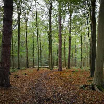 Friston Forest beech trees by Green Explorer (Tom)