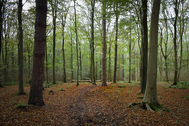 Friston Forest beech trees by Green Explorer (Tom)